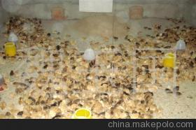 常年出售江蘇淮安優(yōu)質草雞苗 品質保障，專業(yè)供應