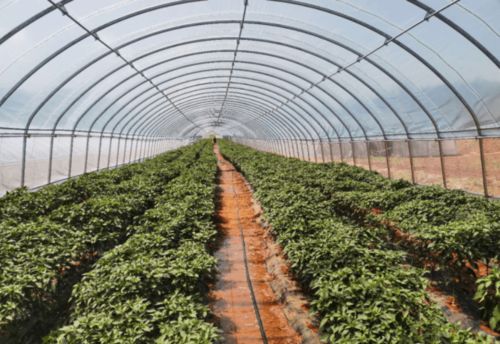 凌源市入選國(guó)家“互聯(lián)網(wǎng)+”農(nóng)產(chǎn)品出村進(jìn)城工程試點(diǎn) 特色農(nóng)業(yè)迎來(lái)發(fā)展新機(jī)遇